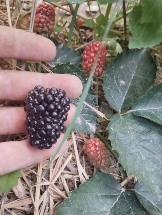 Ежевика, (Маймунжон), (Қора малина) ни 15 хил навидан бор, куз ойига з