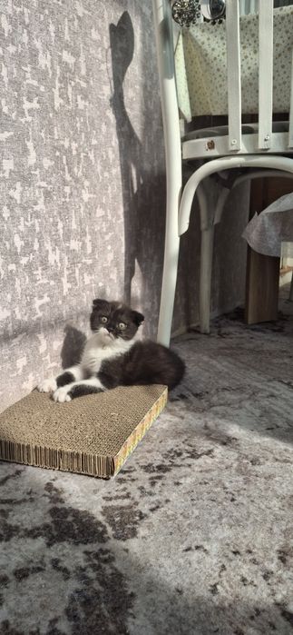 Продаётся котенок