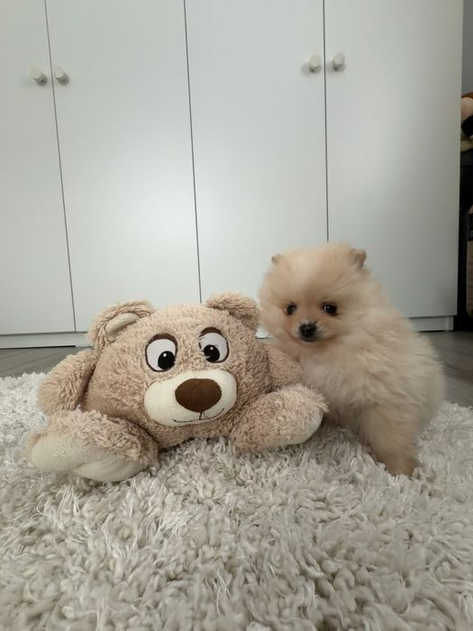Puiut de Pomeranian