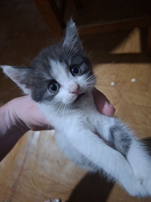 Отдам котят в добрые руки