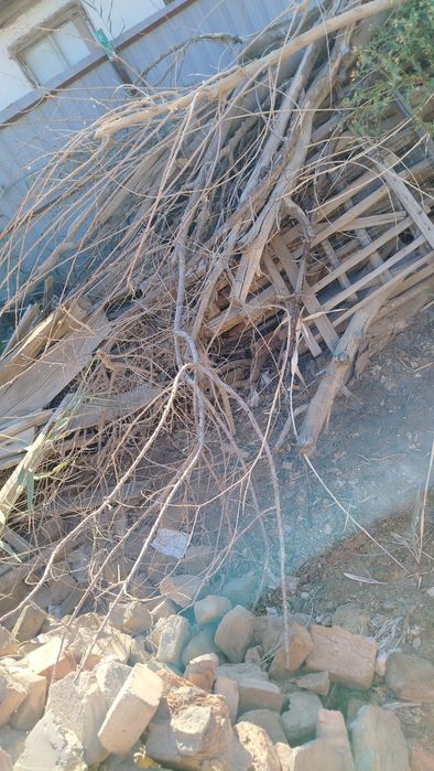 Отин сатылады 500000сум