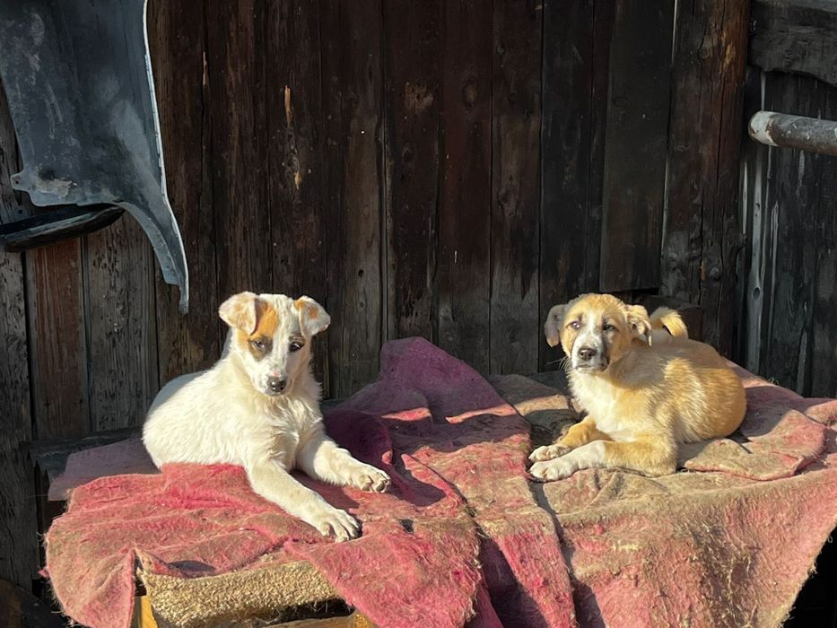 Щенки две девочки