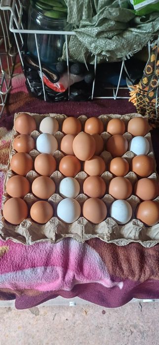 Продам яйцо куриное домашнее