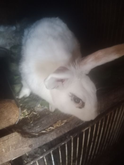 Продам самок  крольчих