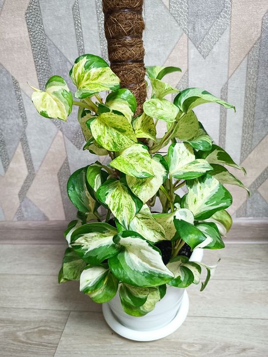 Эпипремнум Хэппи лиф