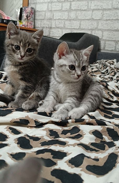 Продам Шотландских кошечек Whiskas