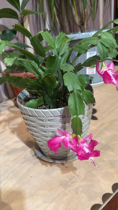 Комнатные цветы.