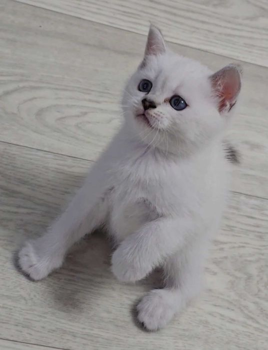 Котята британские БЕЛЫЕ