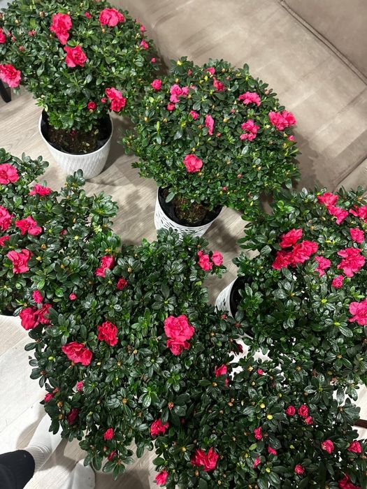 Азалия комнатные цветы