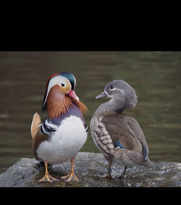 Vand pereche rate mandarin