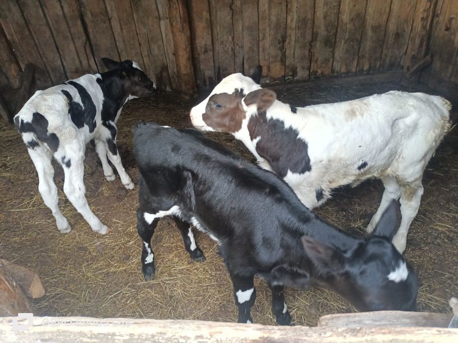 Продам телят и бычки