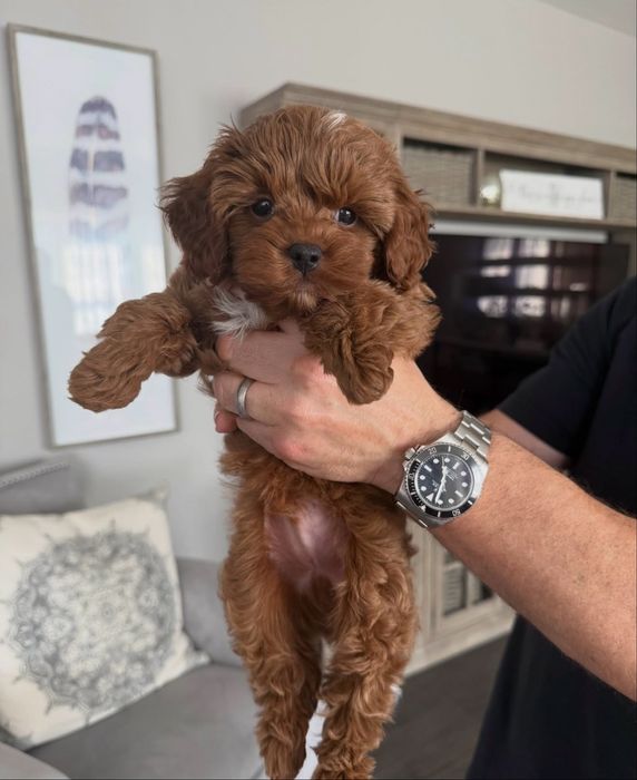 Cavapoo talie toy pentru rezervare ! 9 saptamani