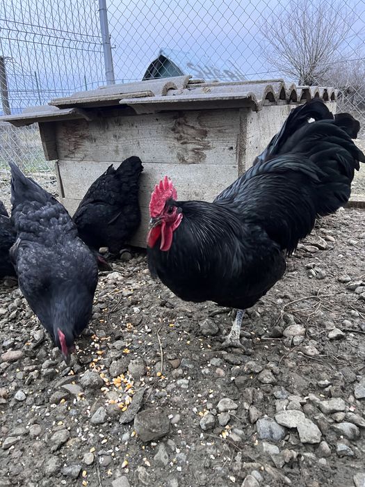 Oua pentru incubator sau familie 6+1 australorp