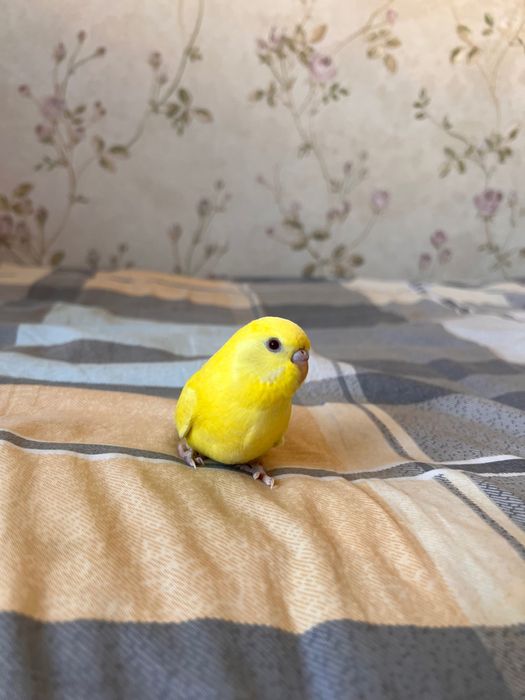 Valnisti papugay, to’tiqush Волнистый попугай альбинос nemis