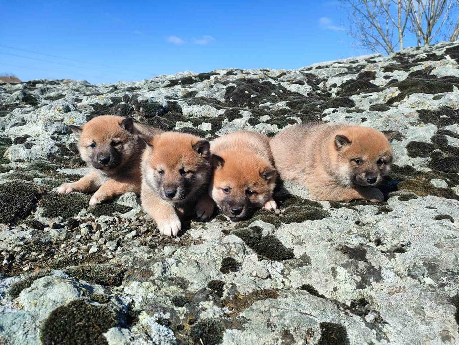 Продавам кученца Шиба Ину