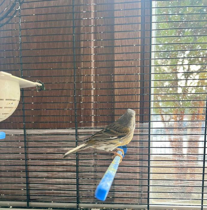 Vând Canari Timbrado