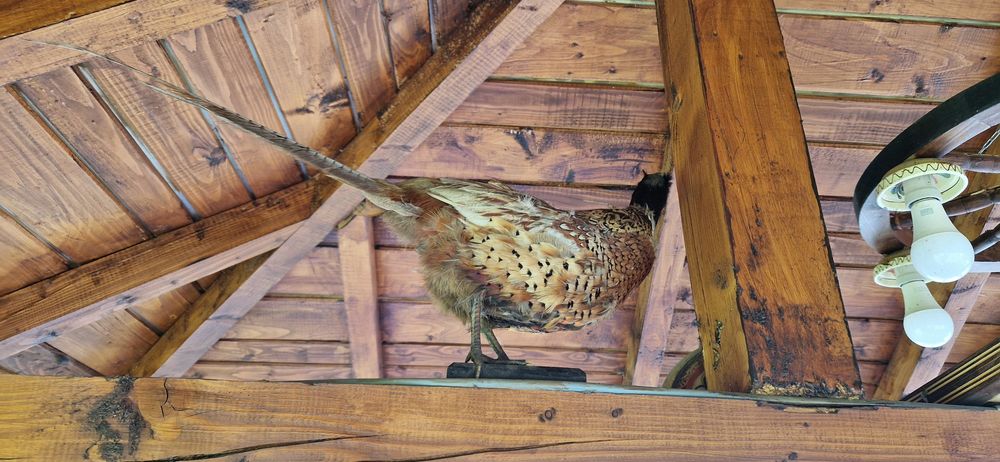 Paun împăiat în stare bună