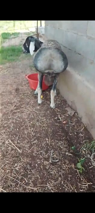 Продам кошкар хороший