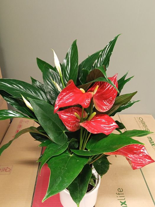 Комнатные растения