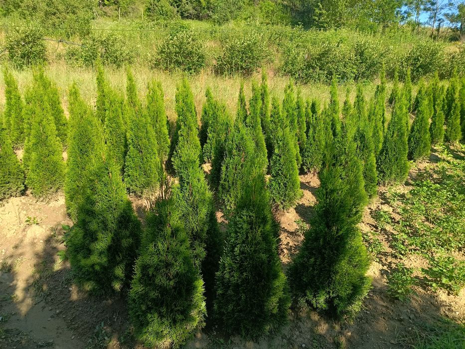 Западна туя  0.60-0.70м. ПРОИЗВОДИТЕЛ