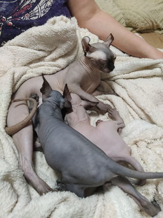 Продаются канадские сфинксы