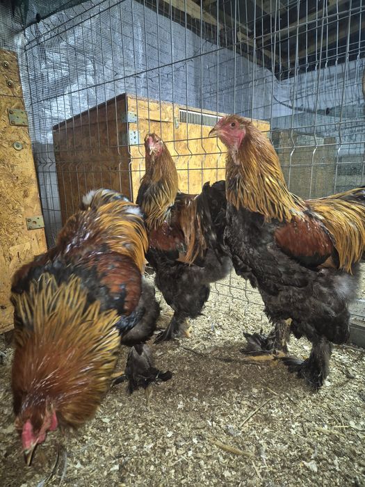 Cocoș Brahma Potarnichiu, Australorp,  Vorverk