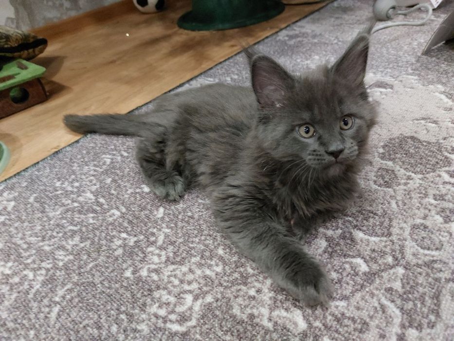 Котёнок мейн-кун (девочка) с документами