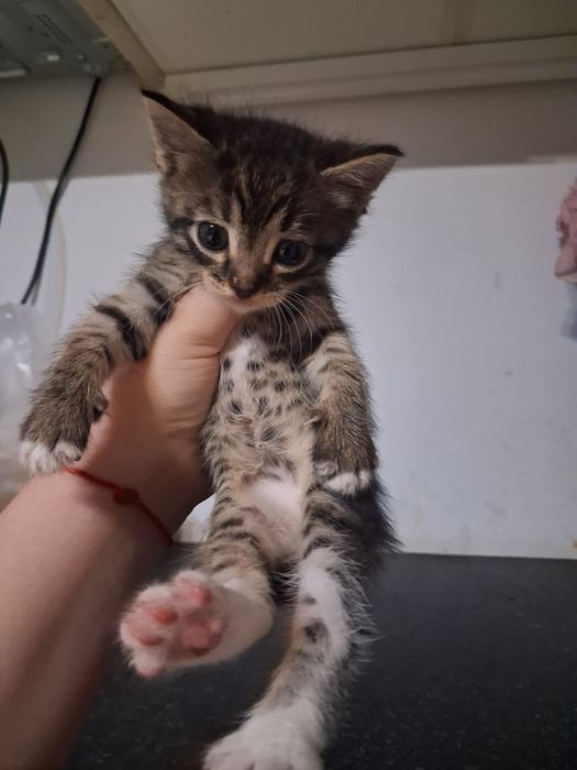 Котята от мамы мышеловки