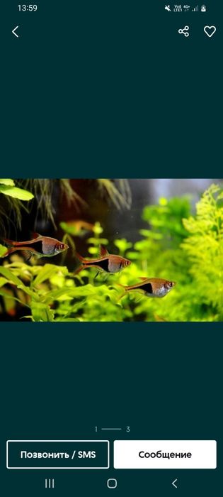 Рыбки аквариумные