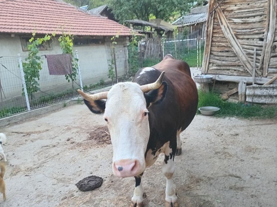 Vaca gestanta in 8 luni balțata romaneasca
