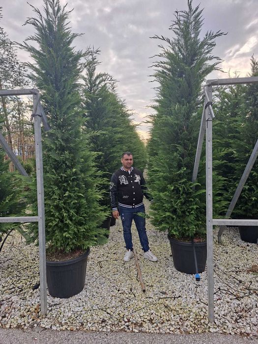 Plante ornamentale abies normadina  cuacaz brad