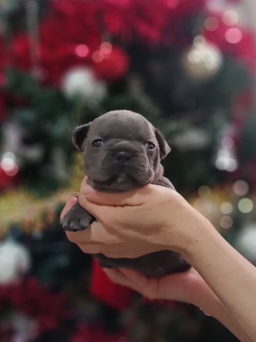 Французский бульдог девочка голубого окраса