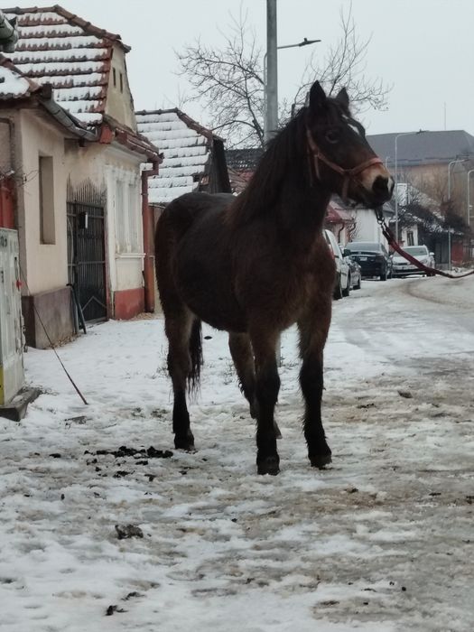 Mânză disponibilă