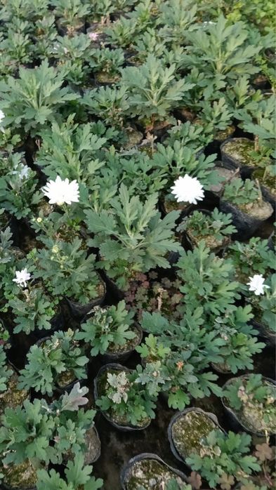 Хризантемма летняя и мультифлора