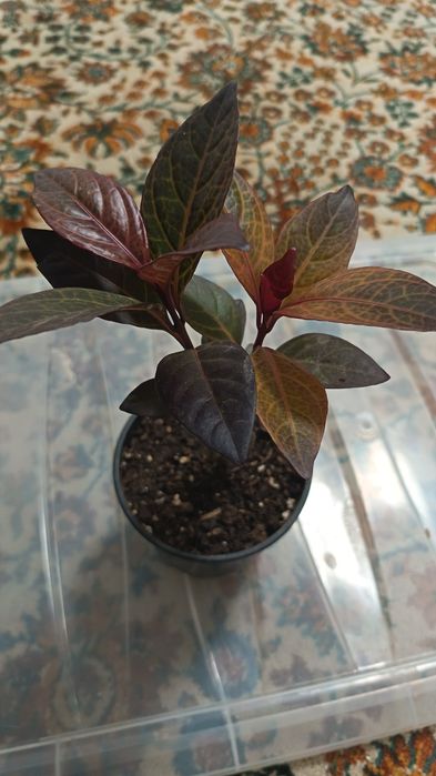 Домашние растение