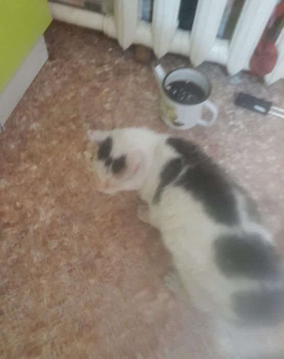 Кот мышелов, крысолов!