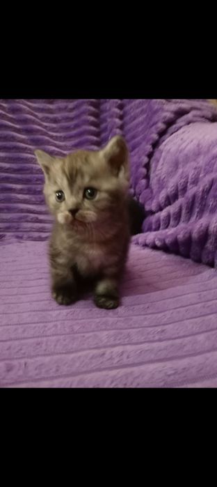 Продам шотландского котика