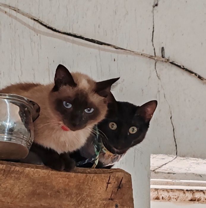 Молоденькая кошечка