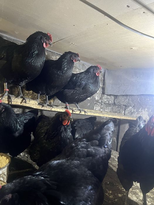 Австралорп инкуционный яйцо