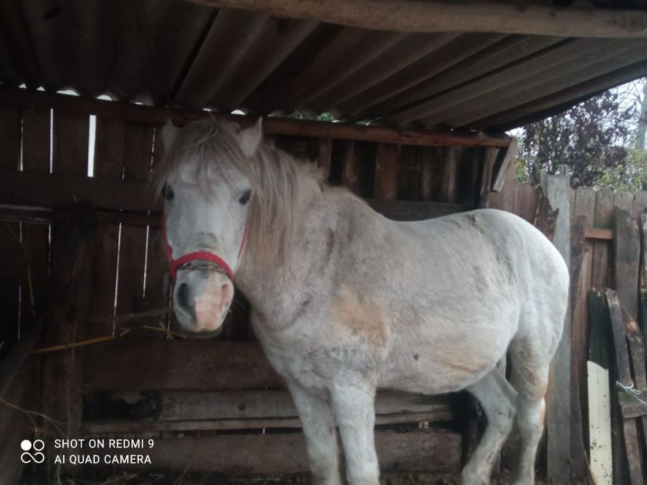 Vând cal și căruța  ,5000 lei