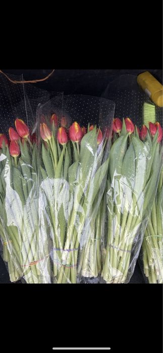 Тюльпаны оптом.