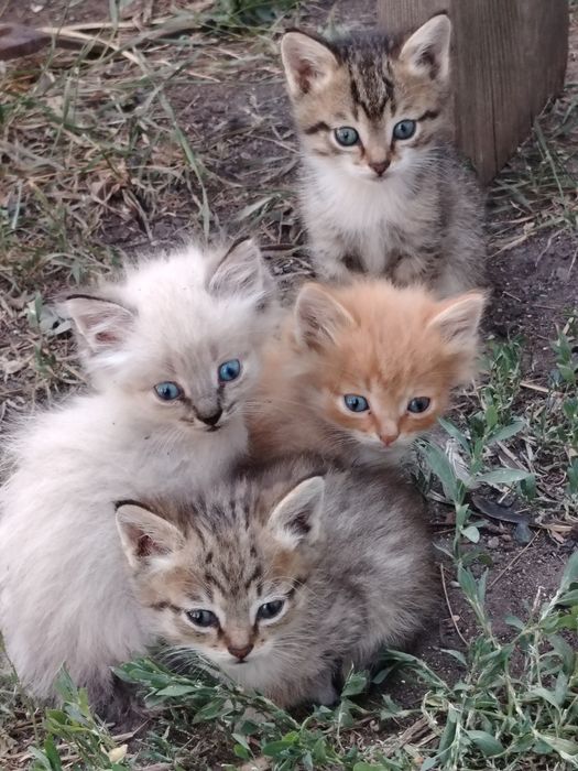 Отдам котят в добрые руки