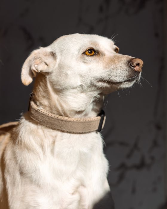 Собака ищет дом срочно