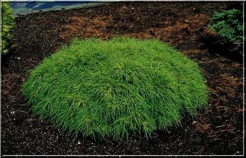 Лъжекипарис “Filifera Nana”