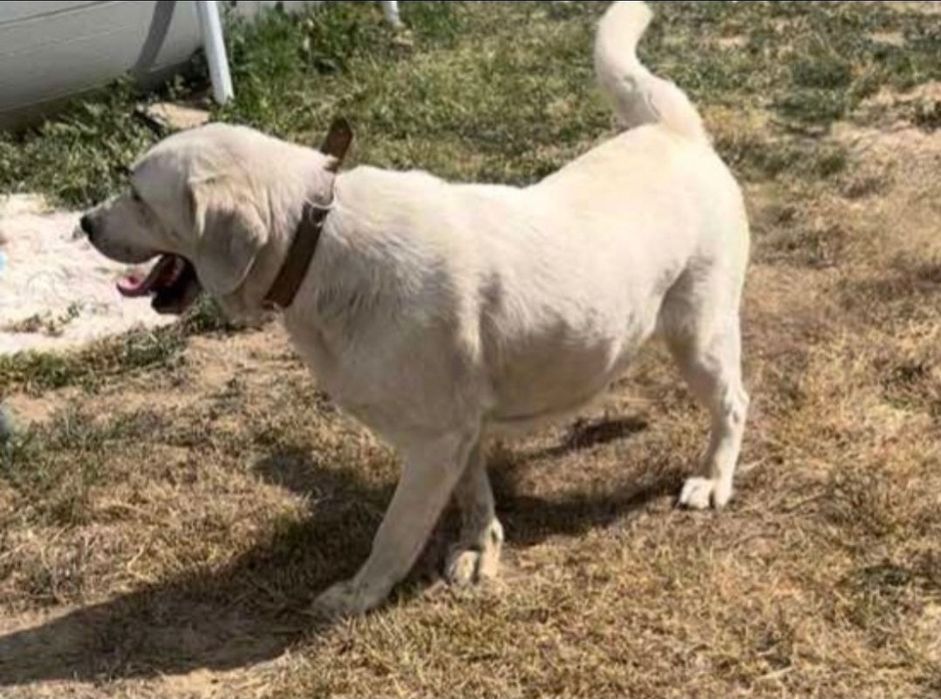 Чистокръвни Лабрадор ретривър мс.ваксини,чип+паспорт
