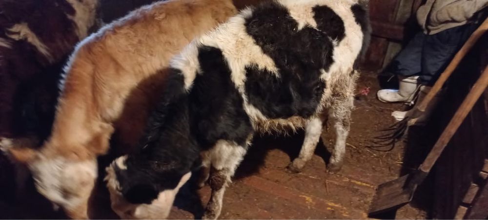 Баспақ сатылады 3 ұрғашы, 1 еркек