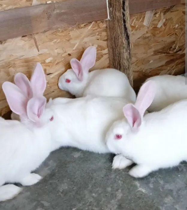 Кролики продаются