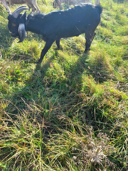 Capre anglonubian de prăsilă