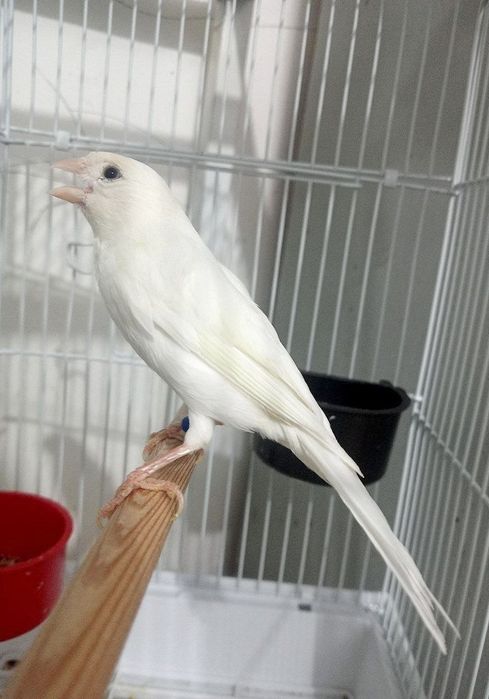 Kanareka oq nar bez petno sotiladi