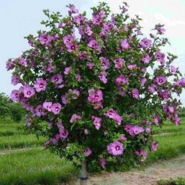 Сирийская роза дарахти сотилади май ойидан бошлаб кеч кузгачон гулайди